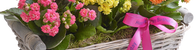 Plants