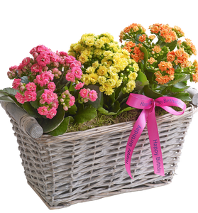 Happy Birthday Kalanchoe Basket