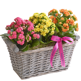 Happy Birthday Kalanchoe Basket