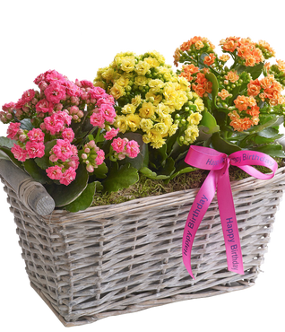Happy Birthday Kalanchoe Basket